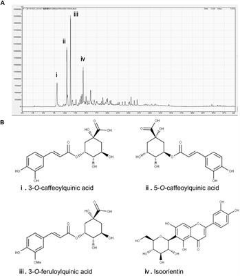 Sugarcane (Saccharum officinarum L.) Top Extract Ameliorates Cognitive Decline in Senescence Model SAMP8 Mice: Modulation of Neural Development and Energy Metabolism